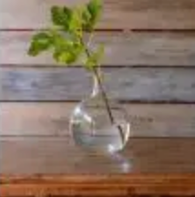 Botella Clear