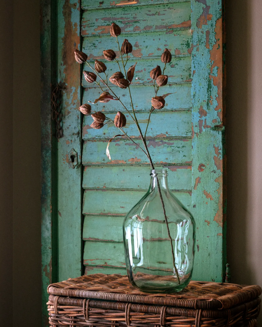 Chinese Lantern Stem (Brown)