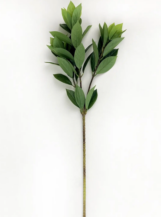 Bay Leaf Branch
